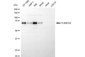 anti-Pleckstrin Homology Domain Containing, Family O Member 2 (PLEKHO2) antibody