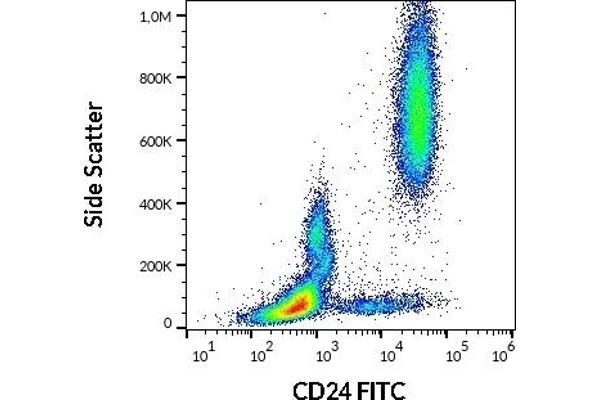 CD24 antibody  (FITC)