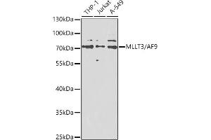 Western blot analysis of extracts of various cell lines, using MLLT3/ antibody (ABIN6132352, ABIN6143888, ABIN6143889 and ABIN6222546) at 1:1000 dilution. (AF9 antibody  (AA 1-150))