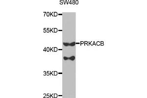 Western blot analysis of extracts of SW480 cells, using PRKACB antibody. (PRKACB antibody)