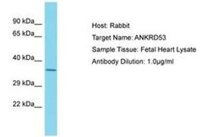 Image no. 1 for anti-Ankyrin Repeat Domain 53 (ANKRD53) (AA 79-128) antibody (ABIN6750686)