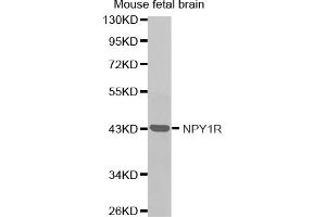 Western blot analysis of extracts of mouse fetal brain, using NPY1R antibody (ABIN5971595). (NPY1R antibody)