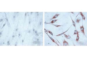 Immunocytochemistry/Immunofluorescence analysis using Mouse Anti-Hsp60 Monoclonal Antibody, Clone LK1, . (HSPD1 antibody  (Atto 488))