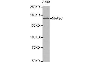 Western blot analysis of extracts of A549 cell lysate, using NFASC antibody. (NFASC antibody  (AA 830-1100))