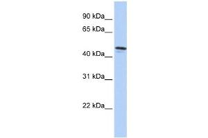 Western Blotting (WB) image for anti-Diffuse Panbronchiolitis Critical Region 1 (DPCR1) antibody (ABIN2459387) (DPCR1 antibody)