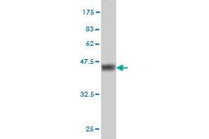 Western Blot detection against Immunogen (37. (SNAPC4 antibody  (AA 53-162))