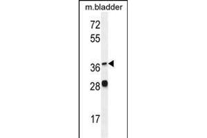 FADS6 Antibody (C-term) (ABIN655430 and ABIN2844967) western blot analysis in mouse bladder tissue lysates (35 μg/lane). (FADS6 antibody  (C-Term))