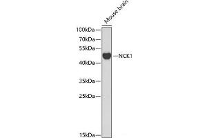 Western blot analysis of extracts of Mouse brain using NCK1 Polyclonal Antibody at dilution of 1:1000. (NCK1 antibody)