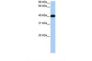Image no. 1 for anti-NOP56 Ribonucleoprotein Homolog (NOP56) (C-Term) antibody (ABIN6737941)