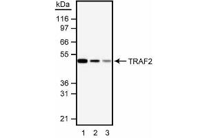 Western blot analysis of TRAF2. (TRAF2 antibody  (AA 93-199))
