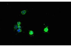 Immunofluorescent analysis of Hela cells using ABIN7166614 at dilution of 1:100 and Alexa Fluor 488-congugated AffiniPure Goat Anti-Rabbit IgG(H+L) (PCBD1 antibody  (AA 2-104))