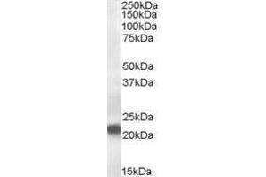 ABIN185544 (0. (VPS25 antibody  (Internal Region))