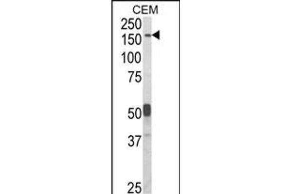 CNTNAP2 anticorps  (AA 1079-1106)