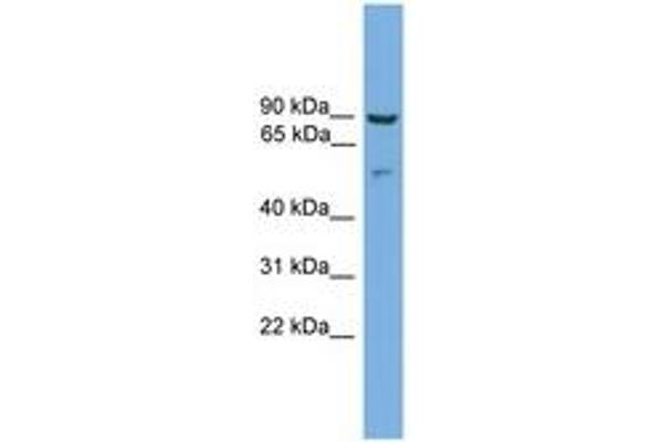 CRNN antibody  (C-Term)