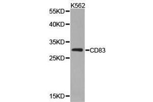 Western Blotting (WB) image for anti-CD83 (CD83) antibody (ABIN1871655) (CD83 antibody)