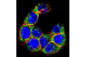 Immunofluorescence (IF) image for anti-Mucin 20, Cell Surface Associated (MUC20) antibody (ABIN2995266) (MUC20 antibody)