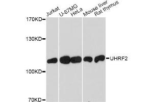 Western blot analysis of extracts of various cell lines, using UHRF2 antibody. (UHRF2 antibody)