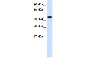 WB Suggested Anti-HSPA1A Antibody Titration:  1. (HSP70 1A antibody  (Middle Region))