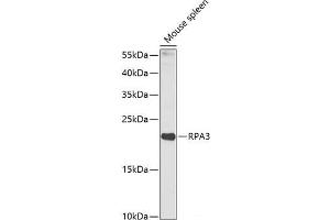Western blot analysis of extracts of Mouse spleen using RPA3 Polyclonal Antibody at dilution of 1:1000. (RPA3 antibody)