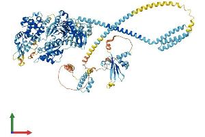 AlphaFold protein structure predicition of Human Recombinant MYO6 Protein, UniprotID Q9UM54