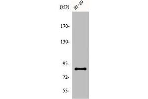 Western Blot analysis of COS7 cells using ENX-2 Polyclonal Antibody (EZH1 antibody  (Internal Region))