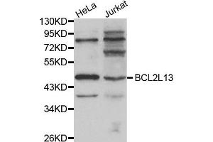 Western blot analysis of extracts of HeLa and Jurkat cell lines, using BCL2L13 antibody.