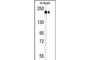 Western blot analysis of SAMD9L Antibody in mouse heart tissue lysates (35ug/lane) (SAMD9L antibody  (C-Term))