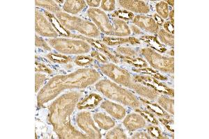 Immunohistochemistry of paraffin-embedded mouse kidney using ERK1/2 Rabbit mAb (ABIN7268620) at dilution of 1:100 (40x lens). (ERK1 antibody)