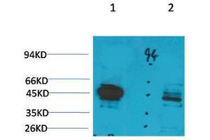 Western Blot (WB) analysis of 1) Rat LiverTissue, 2)Jurkat with Ghrelin Receptor Rabbit Polyclonal Antibody diluted at 1:2000. (GHSR antibody)