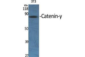 Western Blot (WB) analysis of specific cells using Catenin-gamma Polyclonal Antibody.