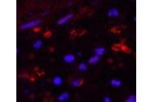 Immunofluorescence analysis of Human appendix tissue using HAO1 Monoclonal Antibody at dilution of 1:200. (HAO1 antibody)