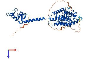 Vitamin D Receptor Protein (VDR) (AA 1-427) (His tag)