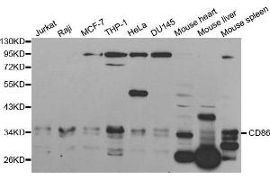 Western blot analysis of extracts of various cell lines, using CD86 antibody. (CD86 antibody  (AA 30-247))