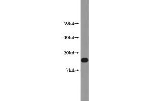 Western Blotting (WB) image for Calcitonin-Related Polypeptide alpha (CALCA) ELISA Kit (ABIN1113889) (CGRP ELISA Kit)