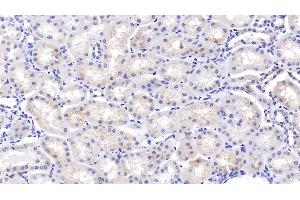 Detection of OPN in Bovine Kidney Tissue using Polyclonal Antibody to Osteopontin (OPN) (Osteopontin antibody  (AA 17-278))