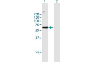 Western Blot analysis of RAPGEF5 expression in transfected 293T cell line by RAPGEF5 MaxPab polyclonal antibody. (GFR antibody  (AA 1-444))