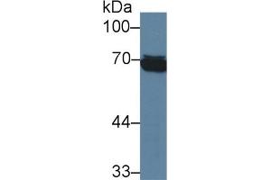 Detection of HSPA1L in Human Raji cell lysate using Monoclonal Antibody to Heat Shock 70 kDa Protein 1 Like Protein (HSPA1L)