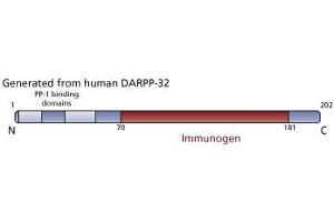 Image no. 2 for anti-Protein Phosphatase 1, Regulatory (Inhibitor) Subunit 1B (PPP1R1B) (AA 70-181) antibody (ABIN968572) (DARPP32 antibody  (AA 70-181))