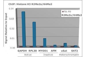 Chromatin Immunoprecipitation of Rabbit Anti-Histone H3 [Sym-dimethyl Arg2, Dimethyl Lys4] Antibody. (Histone 3 antibody  (H3K4me2, H3R2me2s))
