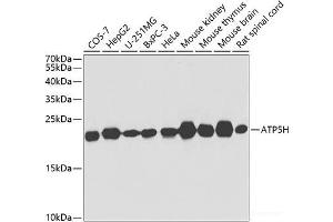 Western blot analysis of extracts of various cell lines using ATP5H Polyclonal Antibody at dilution of 1:1000. (ATP5H antibody)