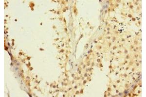 Immunohistochemistry of paraffin-embedded human testis tissue using ABIN7150058 at dilution of 1:100 (ADAM7 antibody  (AA 177-210))