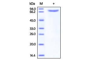 Biotinylated Human Transferrin R on SDS-PAGE under reducing (R) condition.