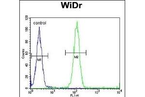 ACCN1 Antibody (Center) (ABIN653161 and ABIN2842729) flow cytometric analysis of WiDr cells (right histogram) compared to a negative control cell (left histogram).