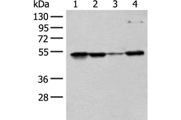 RRP1 antibody