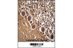 FARSB Antibody immunohistochemistry analysis in formalin fixed and paraffin embedded human cerebellum tissue followed by peroxidase conjugation of the secondary antibody and DAB staining. (FARSB antibody  (C-Term))