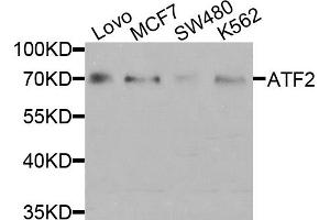 Western blot analysis of extracts of various cell lines, using ATF2 antibody (ABIN5971182) at 1/1000 dilution. (ATF2 antibody)