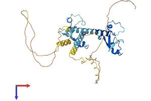 MBNL1 Protein (AA 1-341) (His tag)