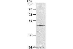 Western blot analysis of TM4 cell, using CERS3 Polyclonal Antibody at dilution of 1:200 (LASS3 antibody)
