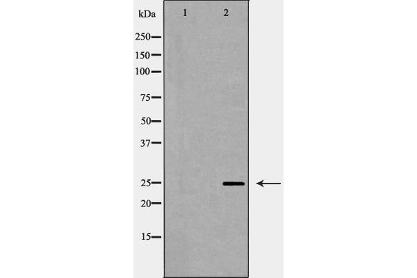 CD9 antibody  (Internal Region)