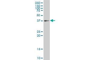 GIMAP4 antibody  (AA 125-224)